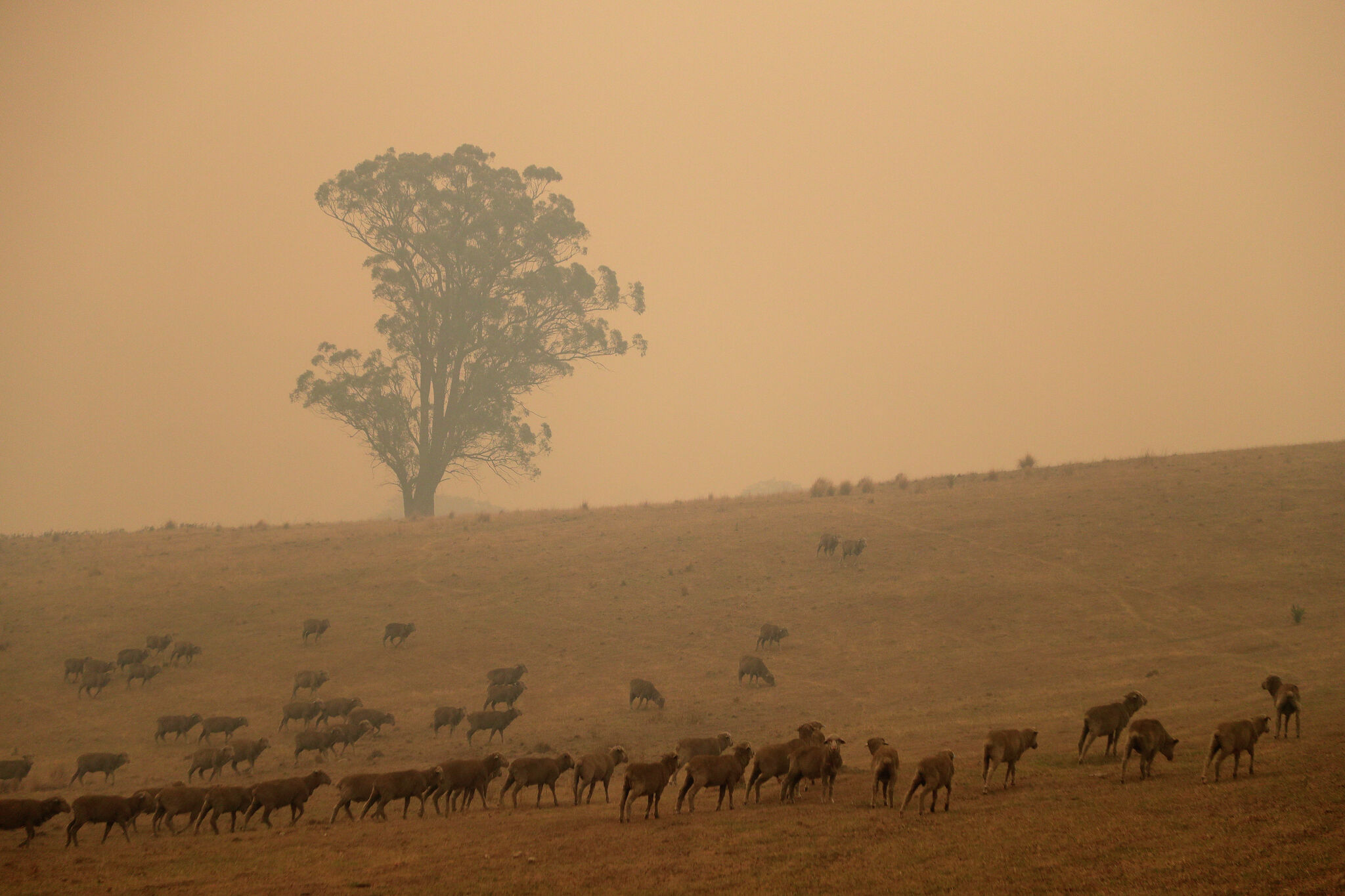 Australia's Wildfires and La Niña Trigger California Drought and Global Climate Events: Study