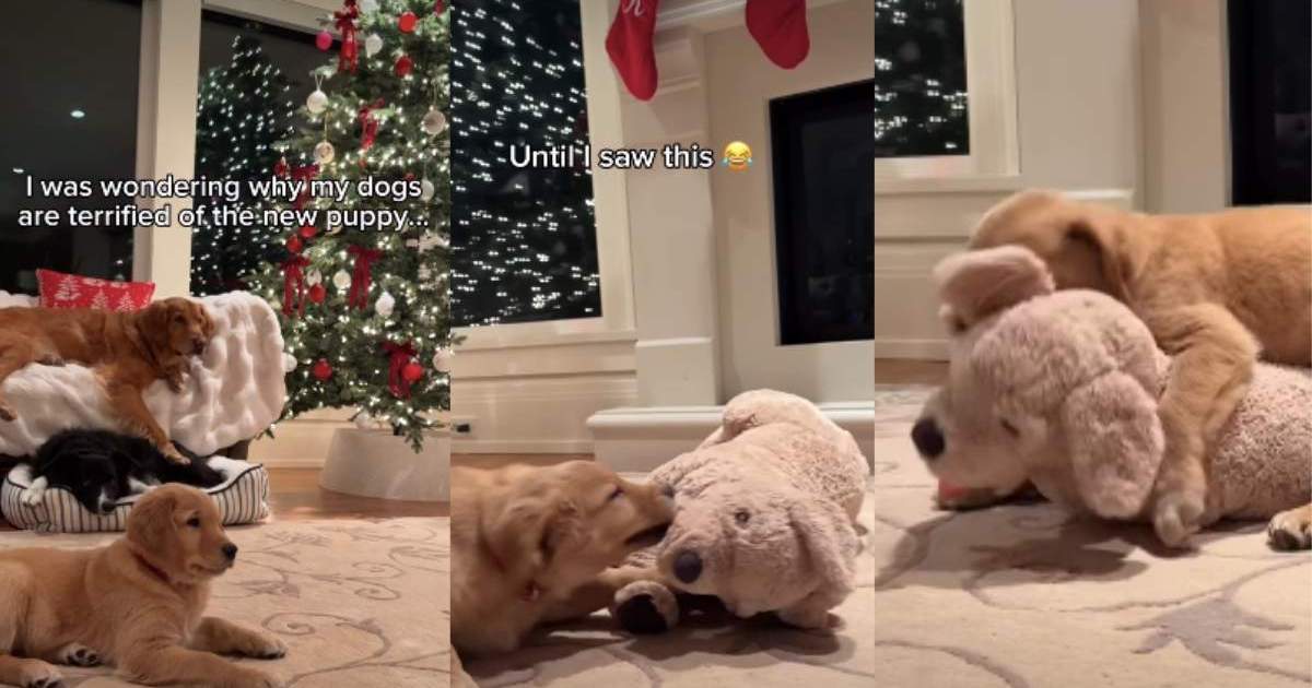 Featured image for Video Reveals Why Dogs Fear Golden Retriever Puppies