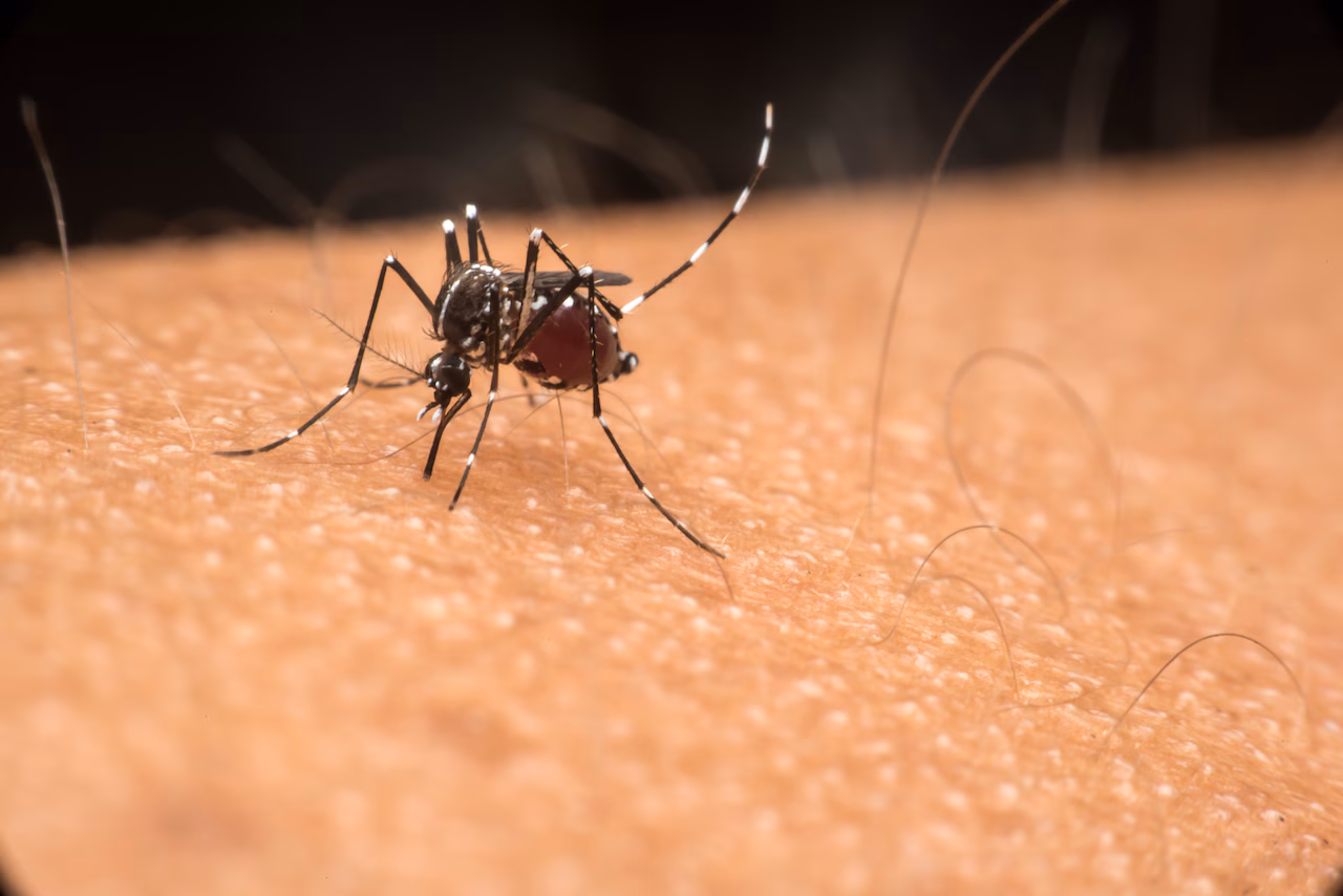 Featured image for Alabama and Mississippi report first 2025 cases of mosquito-borne West Nile Virus