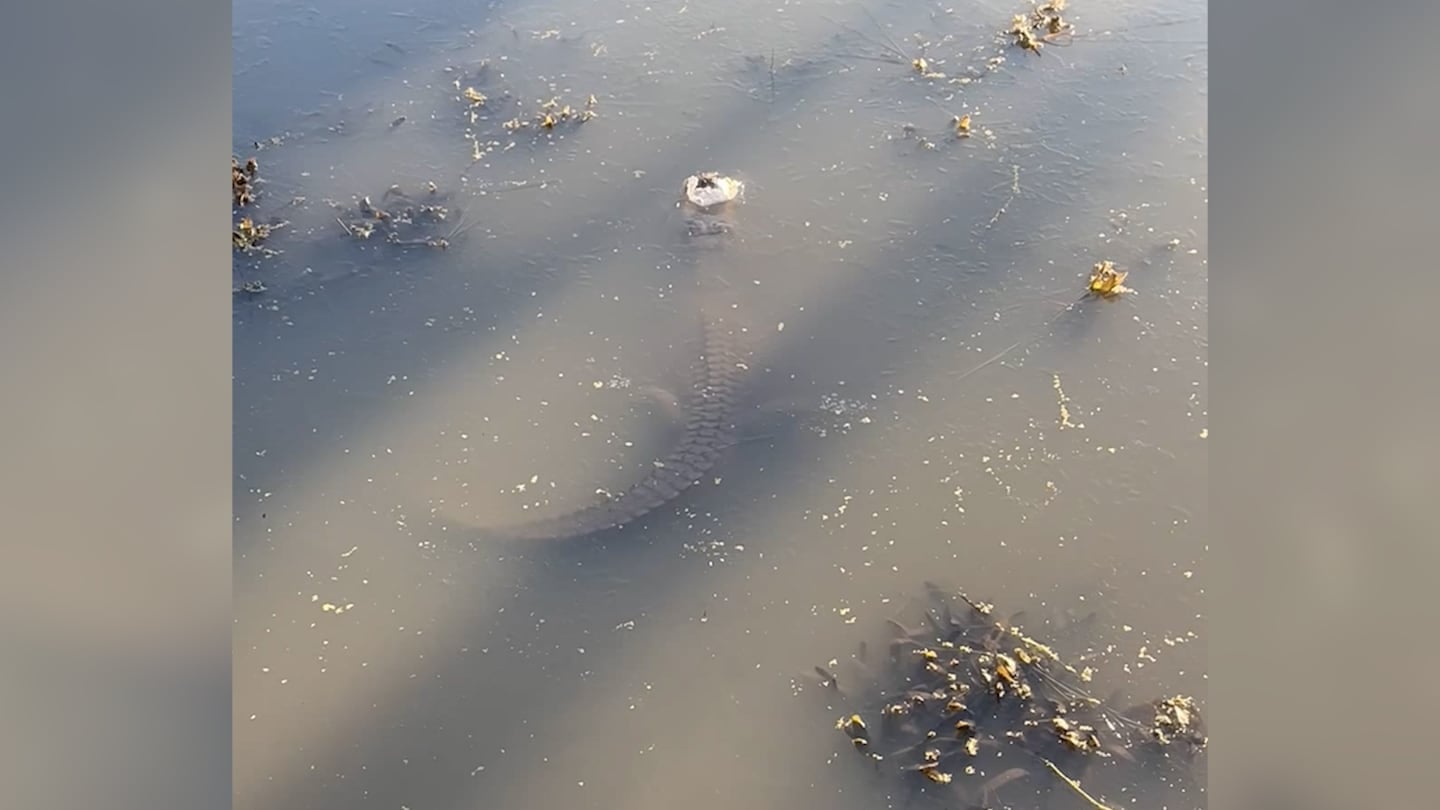 Featured image for Chilling Discovery: Frozen Alligators in North Carolina Survive in Brumation