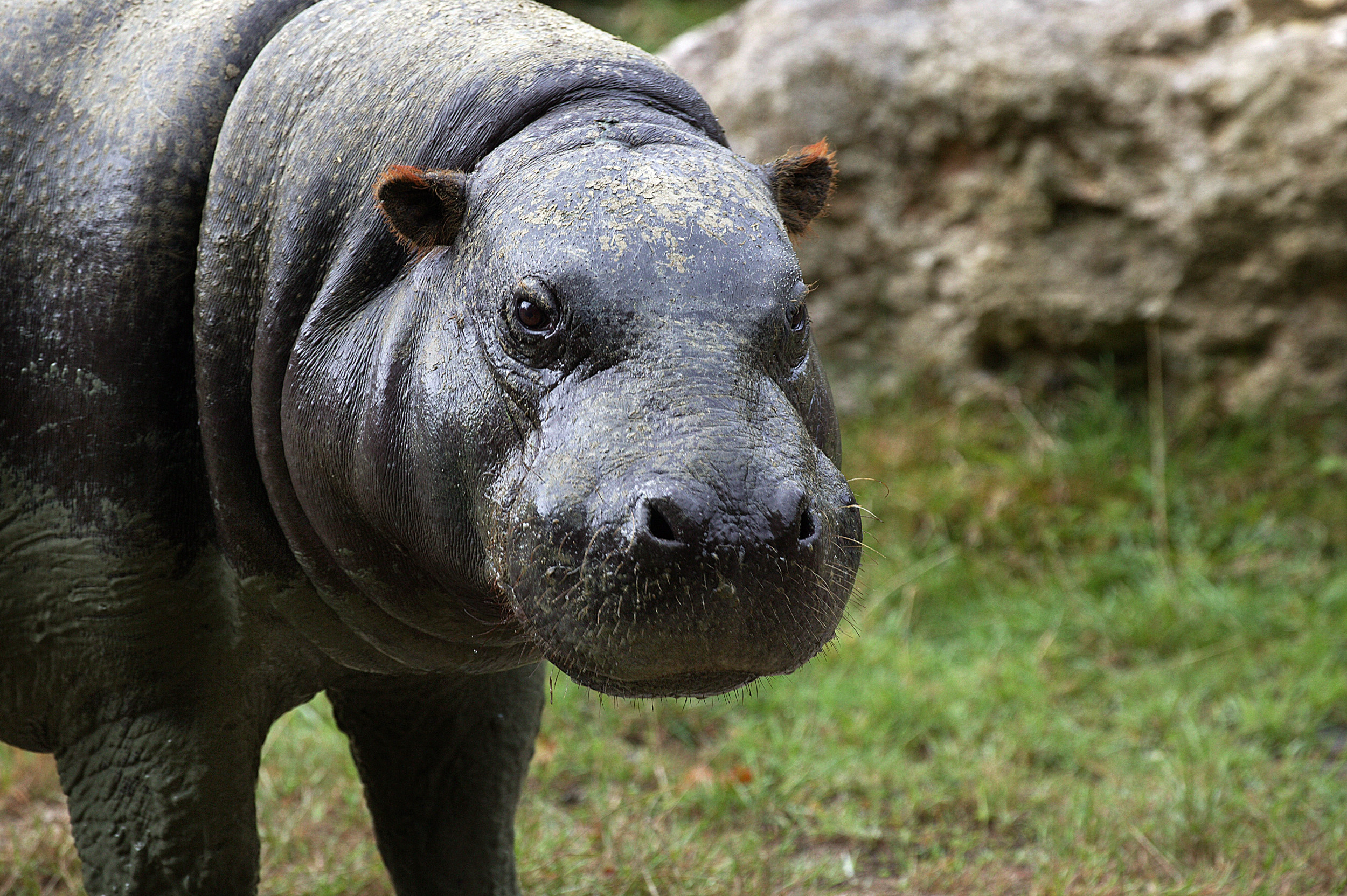 Featured image for Ancient Pygmy Hippo Fossils Unearthed in Major Archaeological Find