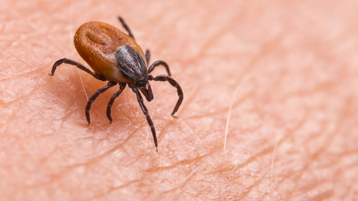 Maine reports first Powassan virus death of the year, raising awareness on tick-borne illnesses.