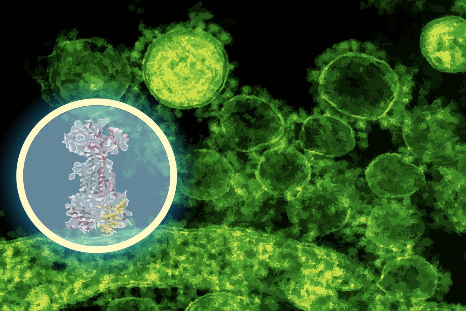 Featured image for AI-Driven Discovery of Targeted Antibiotics for Gut Bacteria and IBD