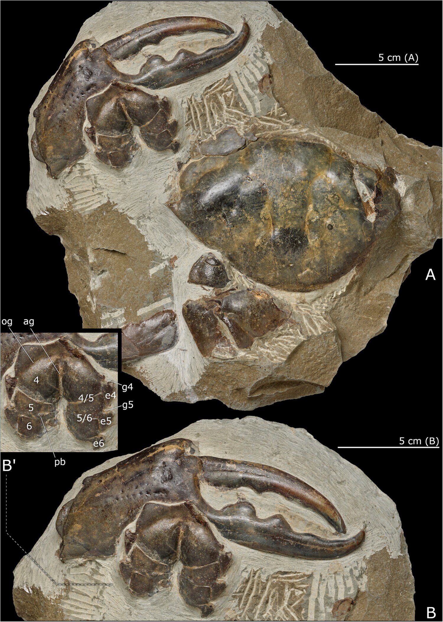 "New Zealand Unearths World's Largest Fossil Crab Claw Dating Back 8 Million Years"