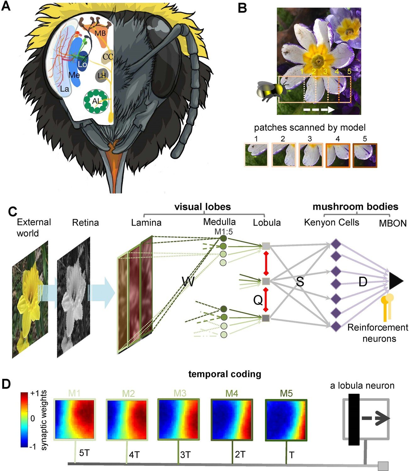Featured image for Bees' Learning Secrets Could Revolutionize AI and Robotics