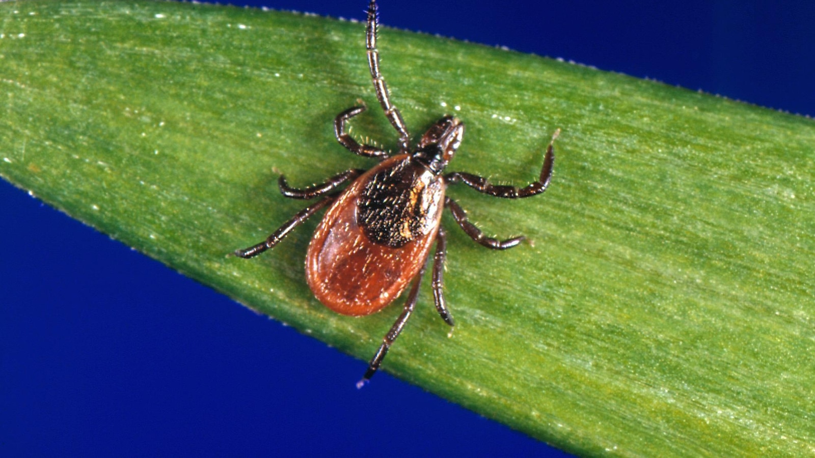 Featured image for "Sharp Increase in US Lyme Disease Cases Linked to Reporting Change"