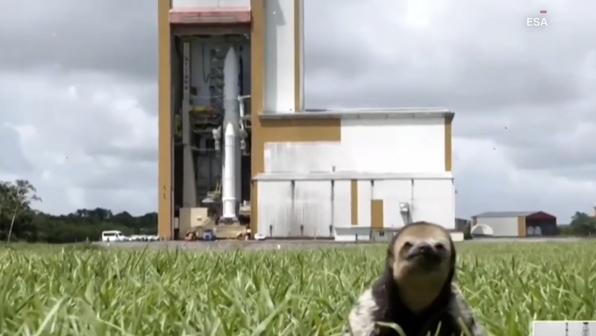 Featured image for Sloth photobombs Jupiter mission rocket launch, steals spotlight.