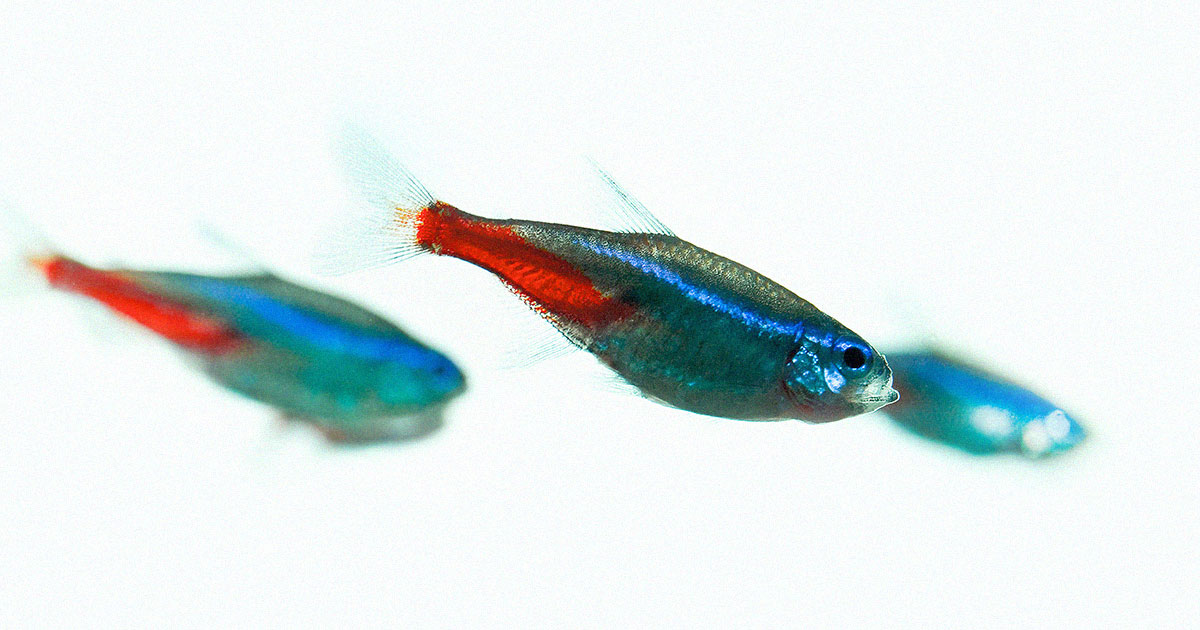 "China's Space Station Welcomes Aquatic Residents: Fish Sent for Research"