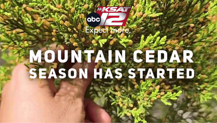 Featured image for Cedar Fever Season Hits Texas: Brace for Allergies