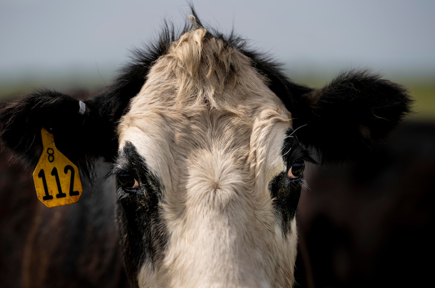 USDA Proposes Stricter Standards for "Humane" and Antibiotic-Free Meat Labels