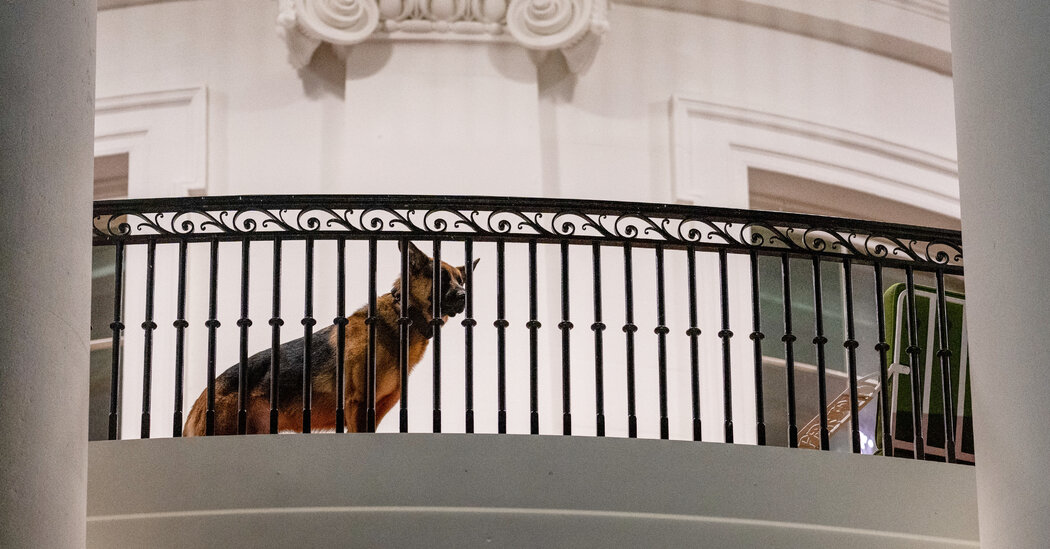 Featured image for "Biden's Dog Commander: 24 Bites on Secret Service Agents"