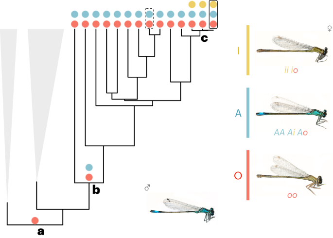 Featured image for Unraveling the Genomic Secrets of Damselfly Mimicry and Polymorphisms
