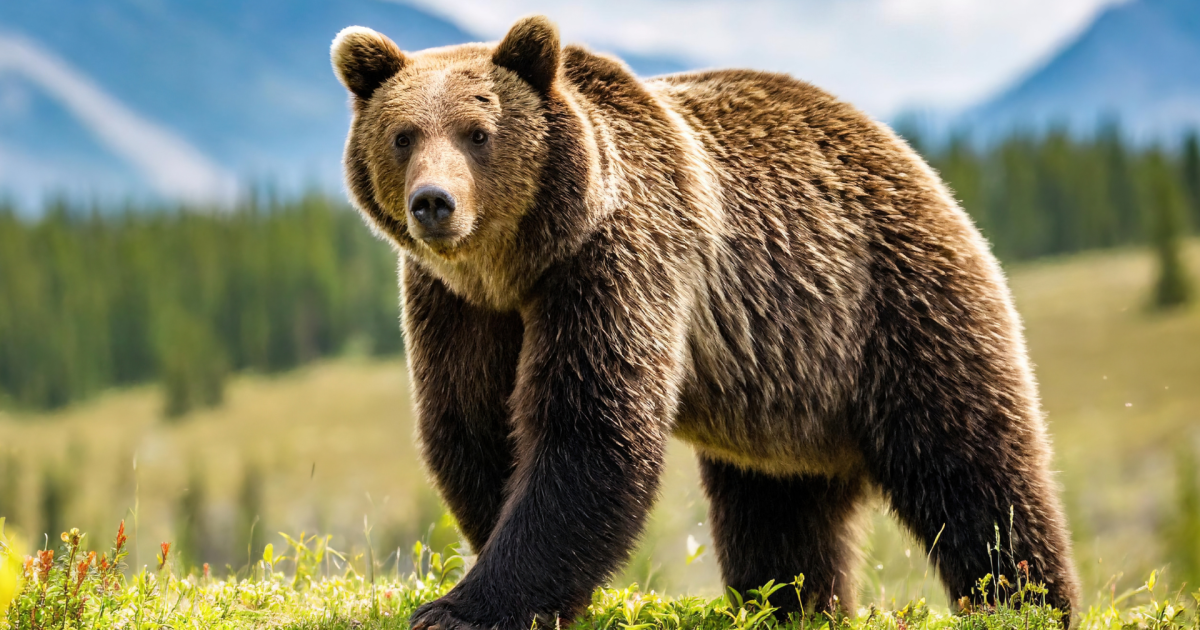 Featured image for Grizzly Bear Destroys Campers' Tent in Close Encounter