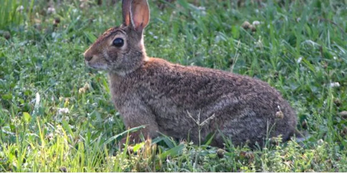 NC Reports First Fatal Rabbit Hemorrhagic Disease Case in Dare County
