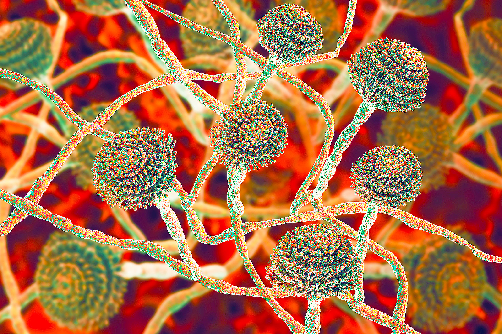 Featured image for The Global Spread of Drug-Resistant Fungi: A Growing Pandemic Threat