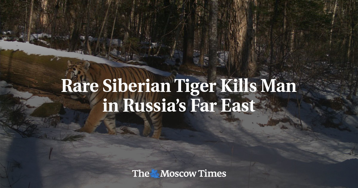 Featured image for Fatal Encounter: Siberian Tiger Claims Human Life in Russia's Far East