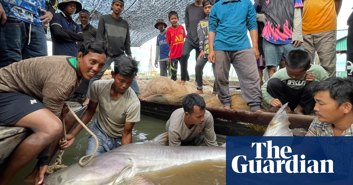 Featured image for Rare Mekong Giant Catfish Spotted in Cambodia, Boosting Conservation Hopes