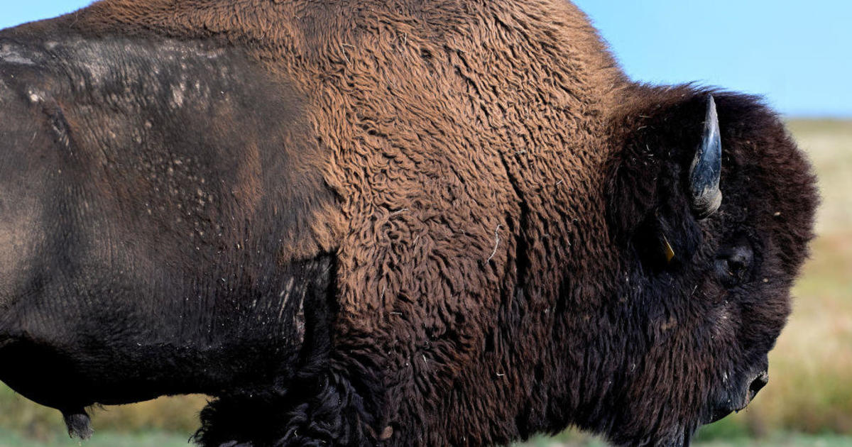 Featured image for "Bison Attacks: Women Injured at National Parks Raise Safety Concerns"