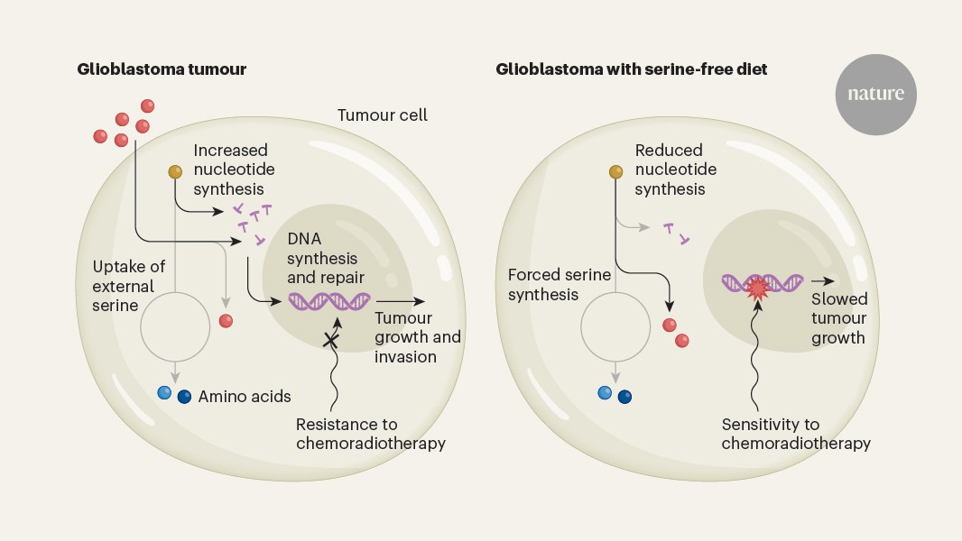 Featured image for Amino Acid Deprivation Boosts Brain Tumor Chemotherapy