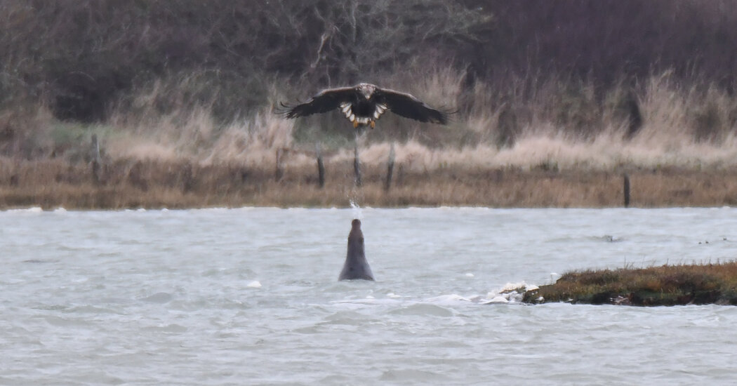 Featured image for "The Science of Seal Spitting: A New Chapter Unveiled"