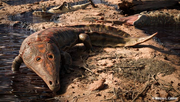 Featured image for "Giant Triassic Amphibian Fossil Discovered in Brazil"