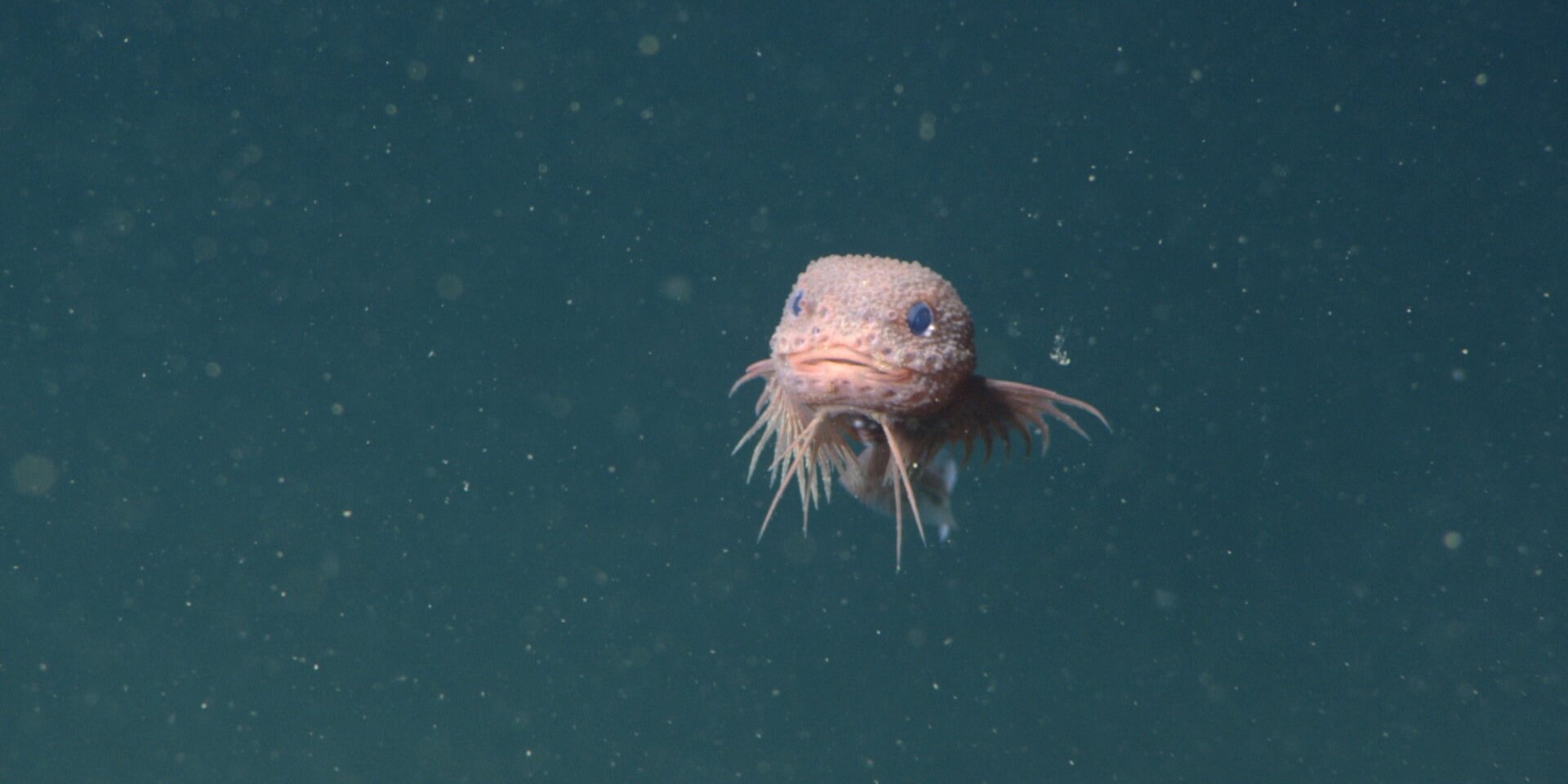 Featured image for Scientists Discover and Name Multiple New Deep-Sea Fish Species