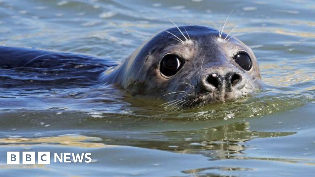 Featured image for AI Advances in Assessing Tourist Effects on Seals