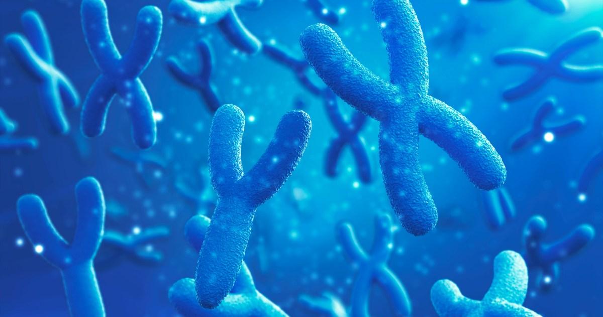 Featured image for "The Vanishing Y Chromosome: Implications for Men's Future"