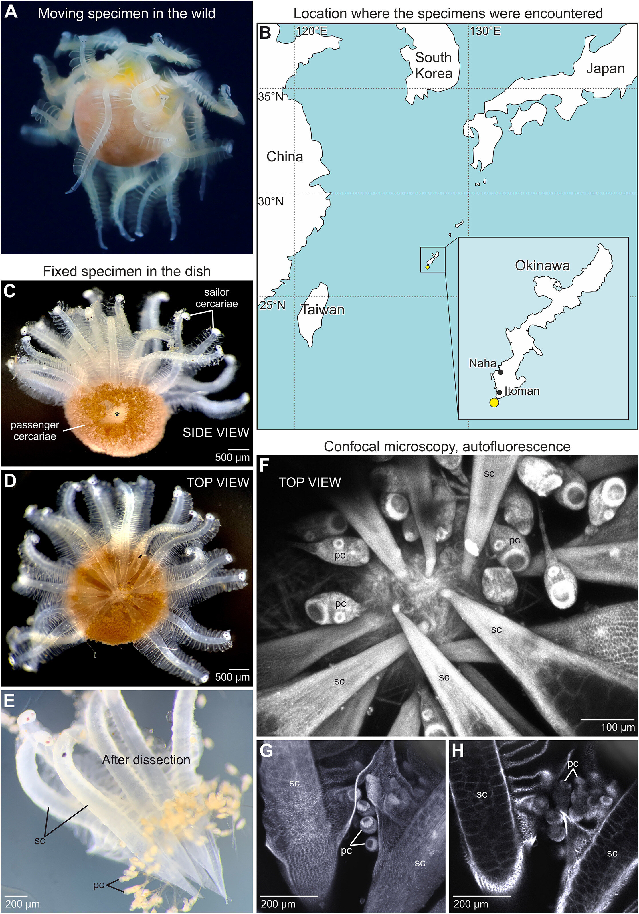 Featured image for "Unveiling the Enigmatic Sea Creature: A Colony of Parasitic Worms or Alien-like Organisms?"