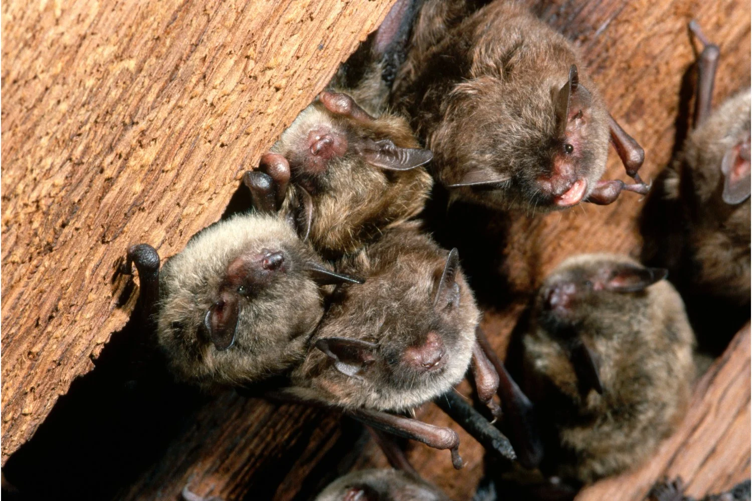 California Teacher Succumbs to Rabies After Classroom Bat Bite