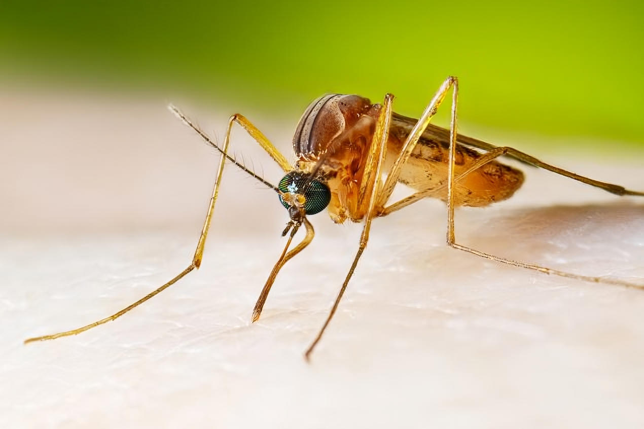 Controlling Infectious Mosquitoes with New Research