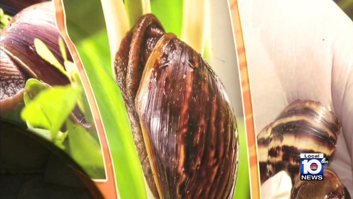 Invasive African Land Snails Trigger Quarantine in Broward County