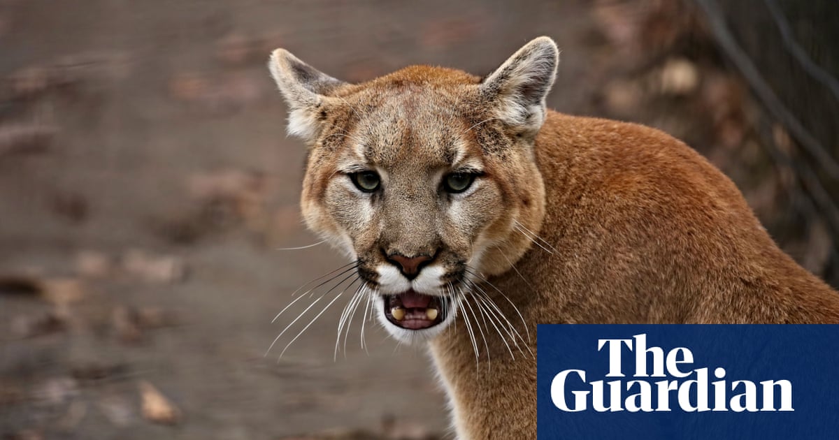 Featured image for "Rare Fatal Mountain Lion Attack Claims California Man's Life"