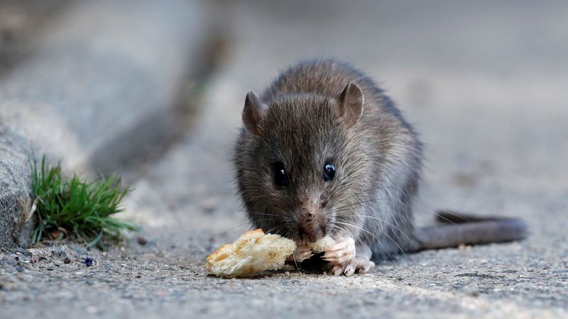 Featured image for Parisians urged to coexist with rats in the city.