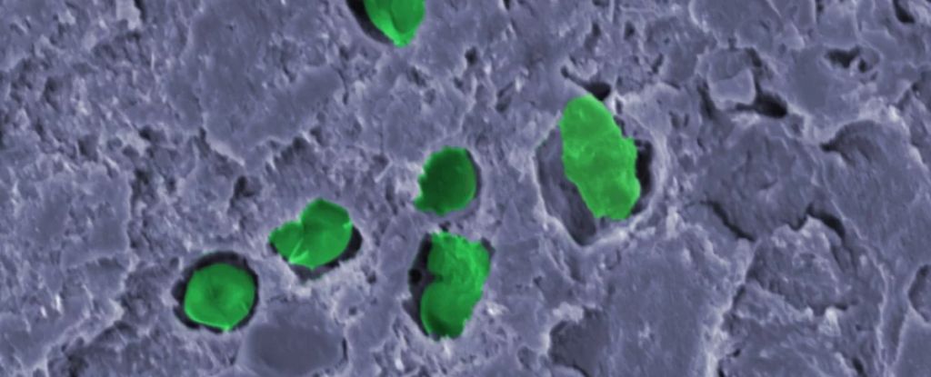 Featured image for Revolutionary 'Green Living Paint' Generates Oxygen and Traps CO2 on Mars