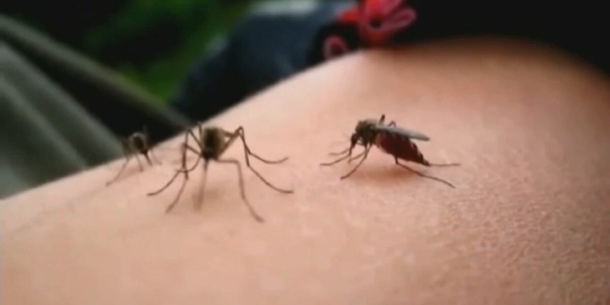 Featured image for West Nile Virus Detected in Wisconsin: First Human Case