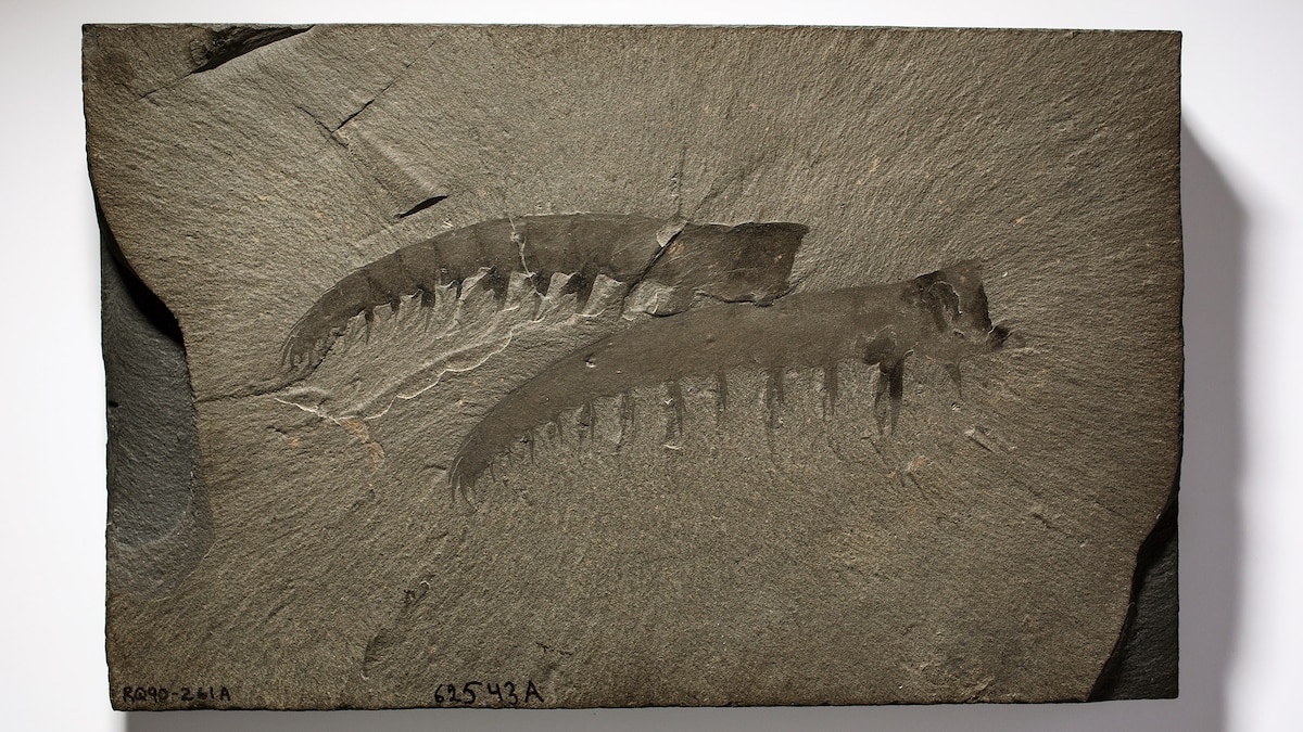 Featured image for The Fierce Prehistoric 'Killer Shrimp' with Facial Spikes