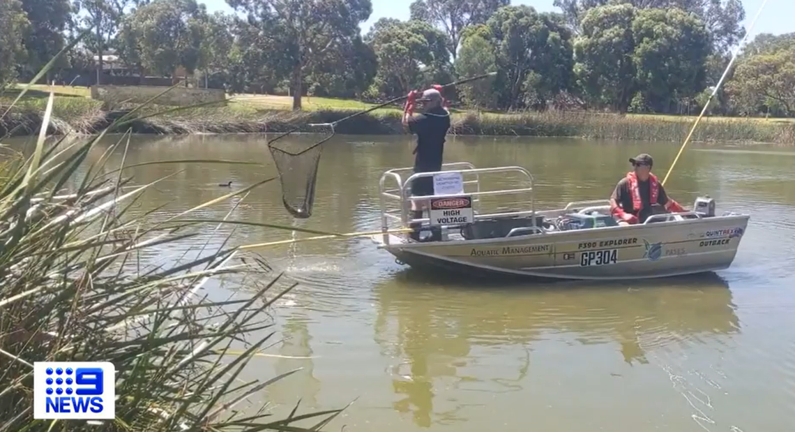 "Record-breaking half-meter 'monster' goldfish caught in suburban Perth lake"