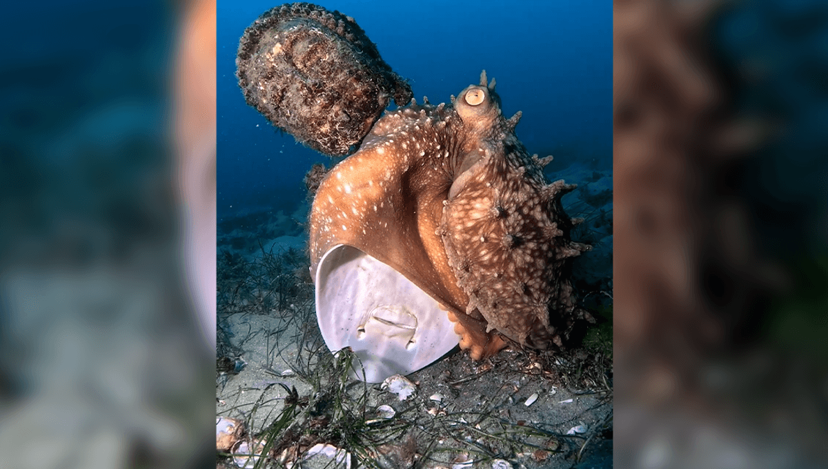 Featured image for Maori Octopus's Bold Ray Meal Choice