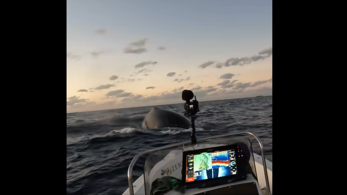 "Terrifying Encounter: Angler's Close Call with Mysterious Sea Creature Caught on Video"