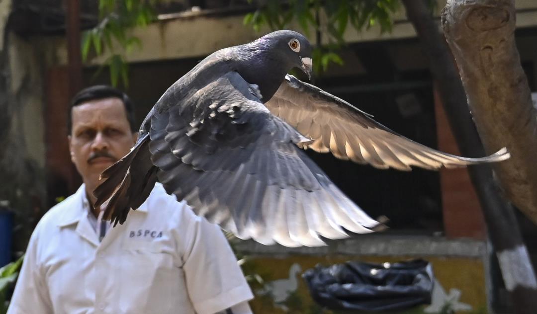 Featured image for "Spy Pigeon Cleared: Released After 8 Months Detention"