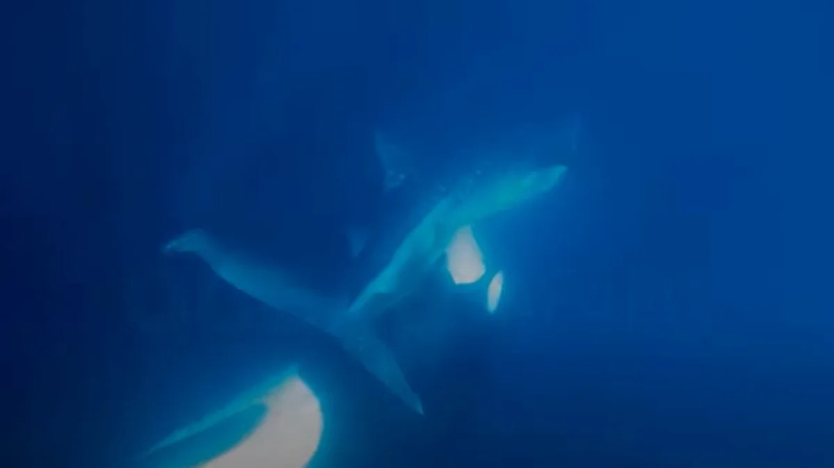 Featured image for Rare Footage Captures Orca Feasting on Whale Shark's Liver