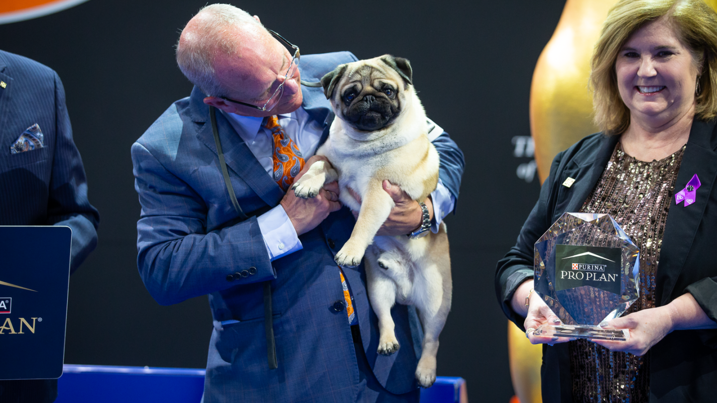 Featured image for Vito the Pug Triumphs at 2024 National Dog Show