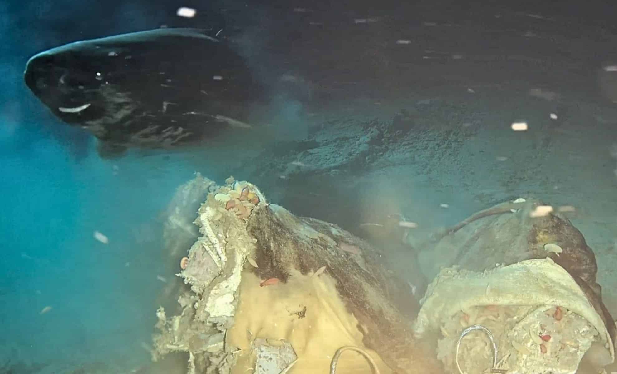 Featured image for Deep-Sea Cow Carcass Drop Sparks Unexpected Shark Encounters