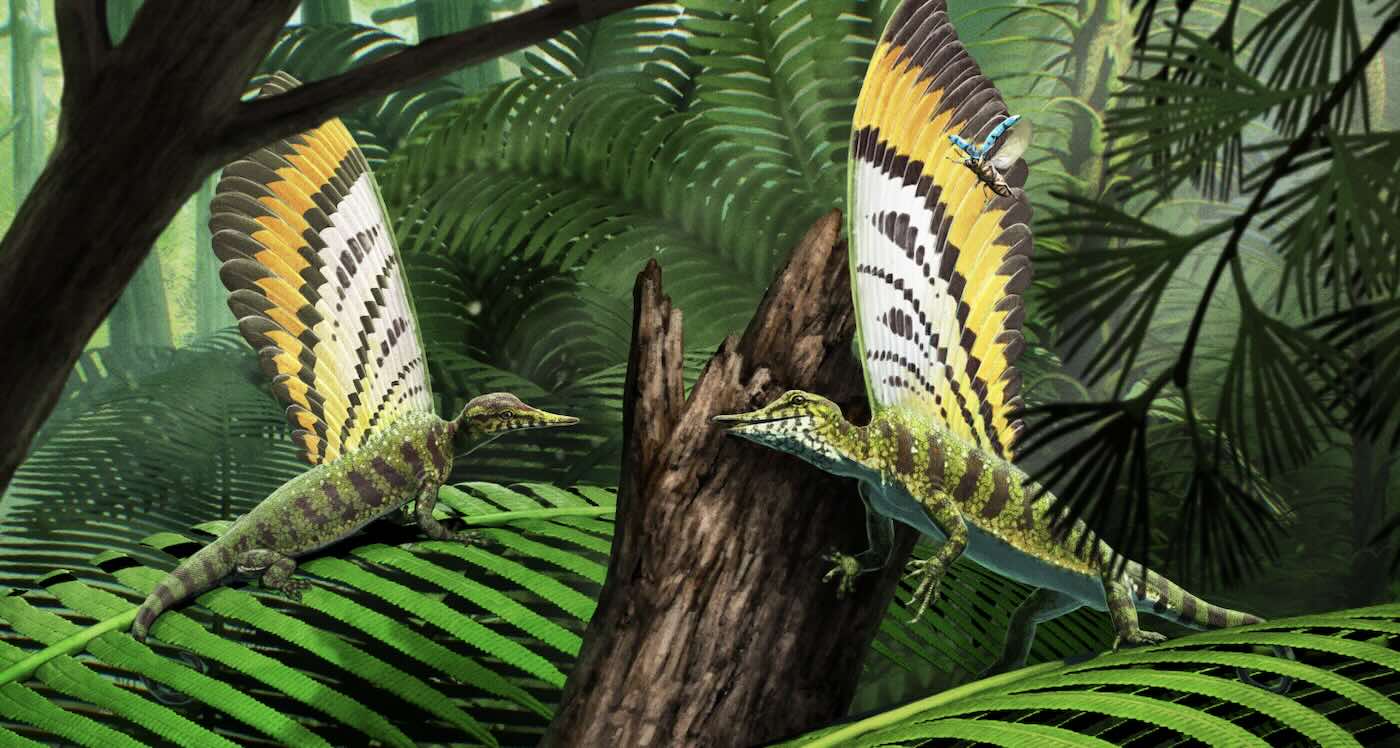 Featured image for Ancient Reptile with Feather-Like Crest Challenges Evolutionary Theories