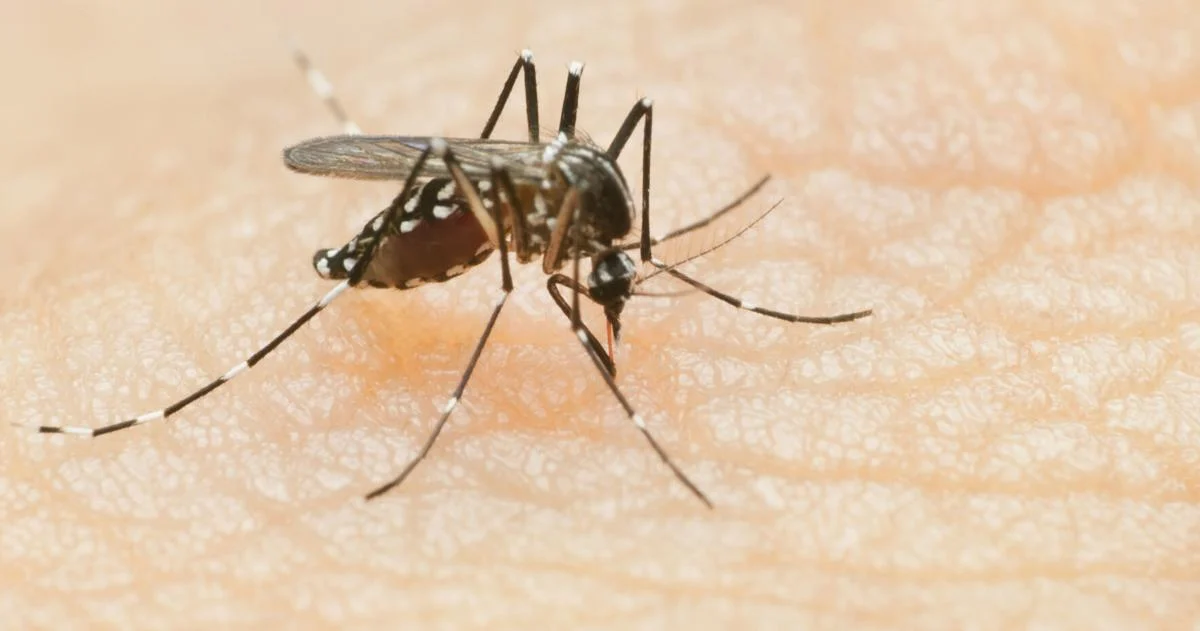 Featured image for Three South Carolina Cities Among Worst in US for Mosquito Infestations