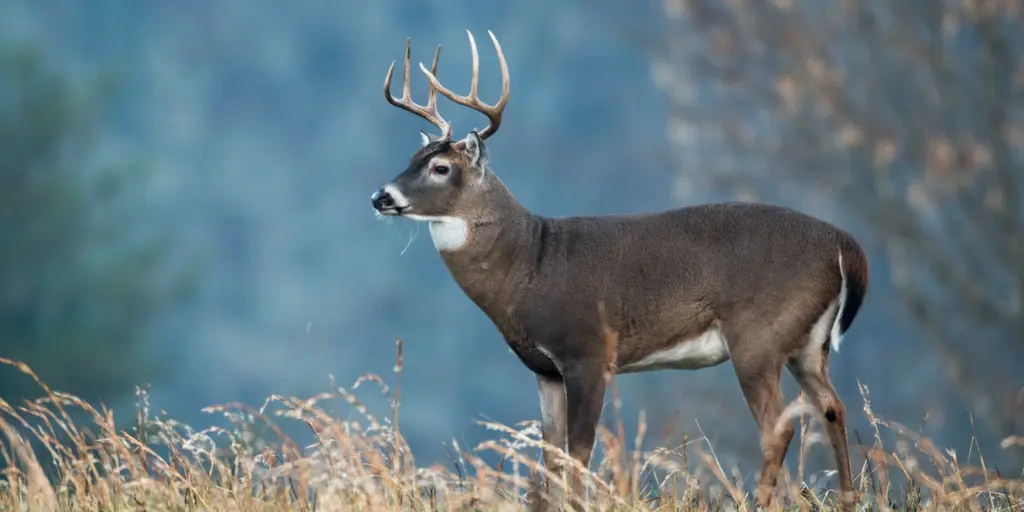 Featured image for Chronic Wasting Disease Resurfaces in New York After Two Decades