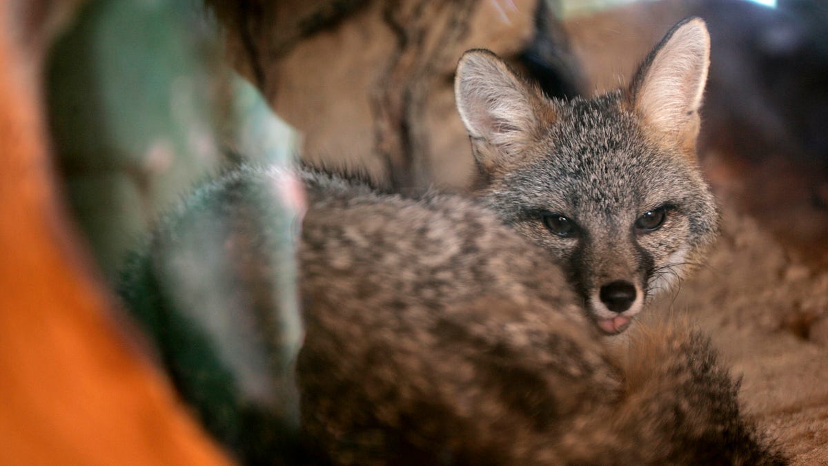 Rabid Fox Attacks Multiple People in New York