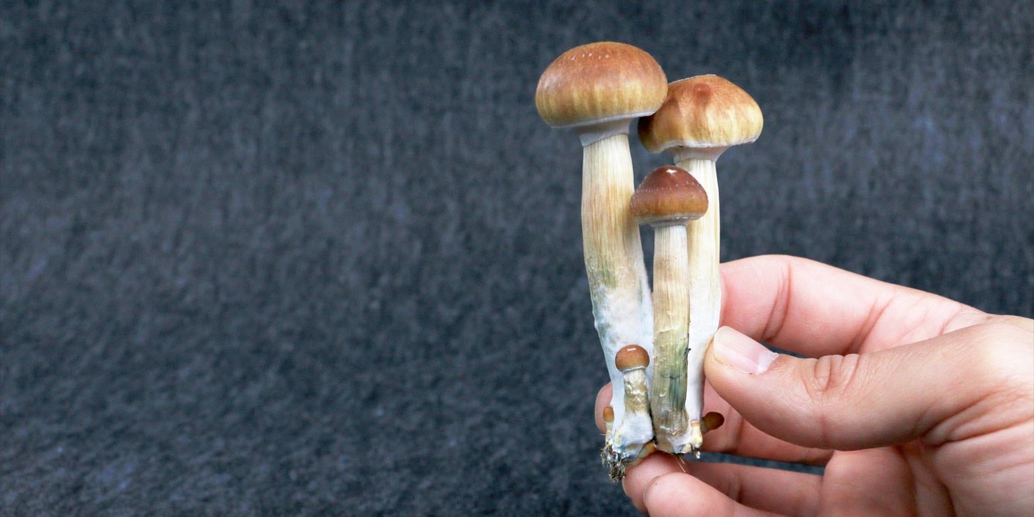 Featured image for Psilocybin and Psychotherapy Offer Long-Term Relief for Cancer-Related Depression and Anxiety