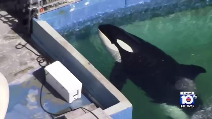 Featured image for Miami Seaquarium to Return Orca Lolita to Home Waters.